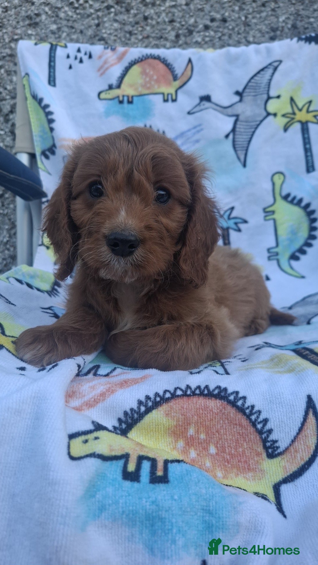 Cockapoo dogs F1 cockapoo puppies ready now  - Advert 1