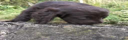 Cocker Spaniel dogs for sale: 2 cocker girls - Advert 9