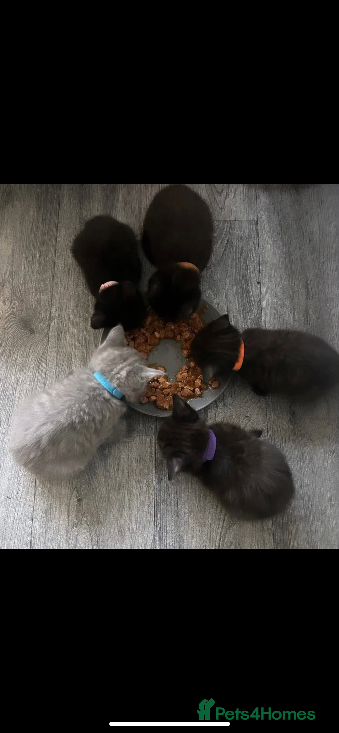 British Shorthair cats for sale:  British short hair kittens  - Image 2