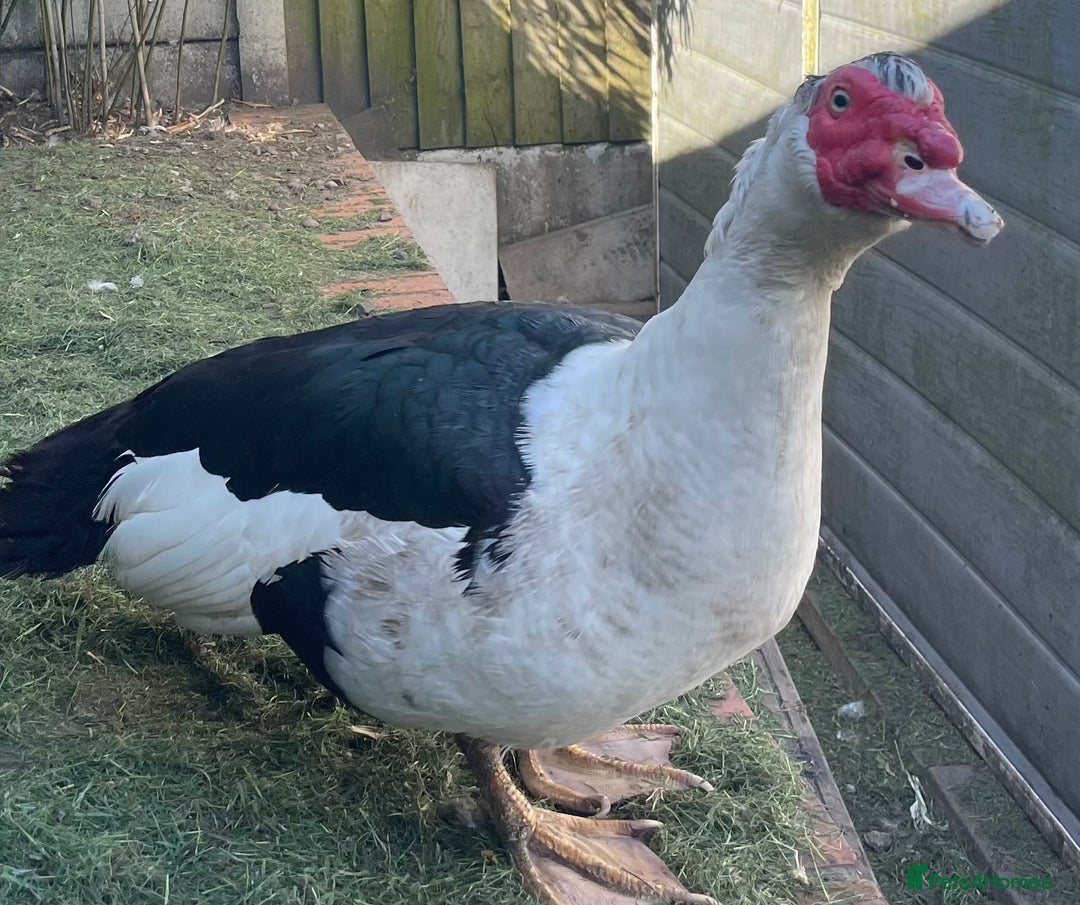 Ducks poultry for sale: Female & Male Duck  - Image 2