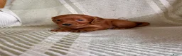 Cocker Spaniel dogs for sale: Beautiful Cocker Spaniel Puppies (working type)  - Advert 4