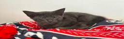 Maine Coon cats for sale: Gorgeous Blue Smoke Maine Coon Cross - Advert 5