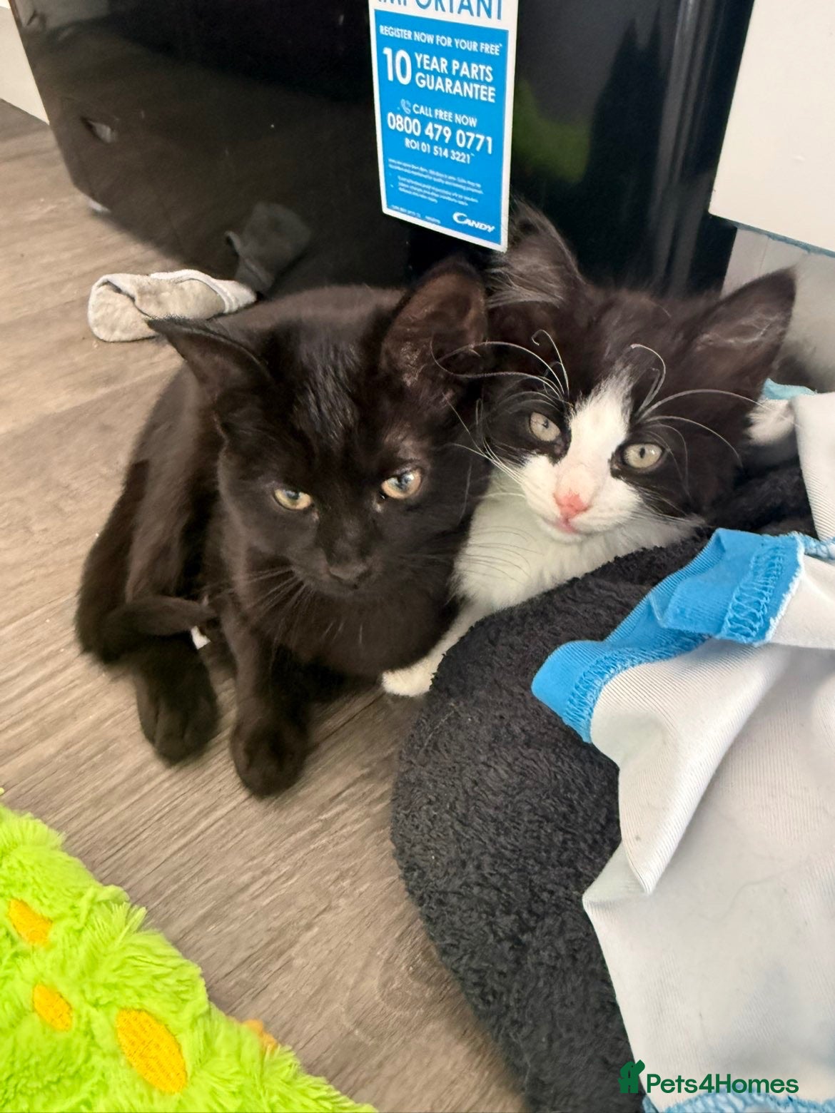 Mixed Breed cats Black and white fluffy kitten  - Advert 3