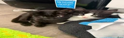 Mixed Breed cats for sale: Black and white fluffy kitten  in Mansfield - Advert 1