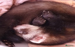 Ferret rodents for sale: 2 hobs 10 weeks old  - Image 3