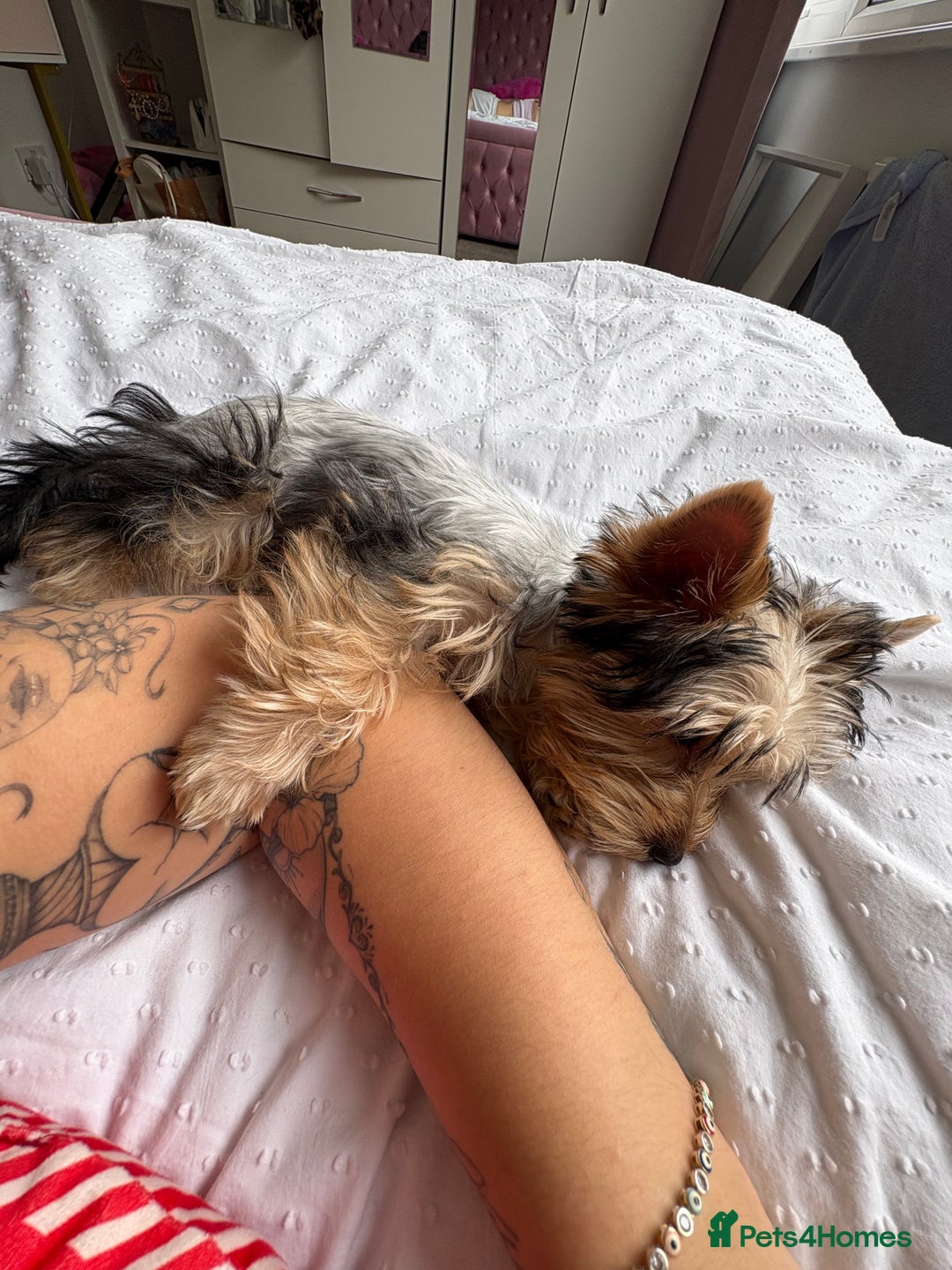 Yorkshire Terrier dogs for sale: Mini Yorkshire terrier puppy  - Image 9