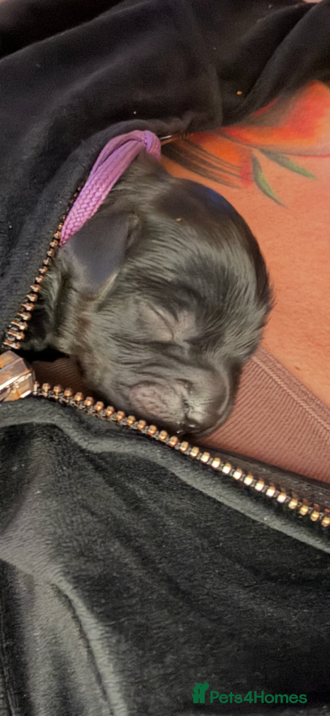 Mixed Breed dogs for sale: Beautiful Cavapoo puppies  - Advert 27