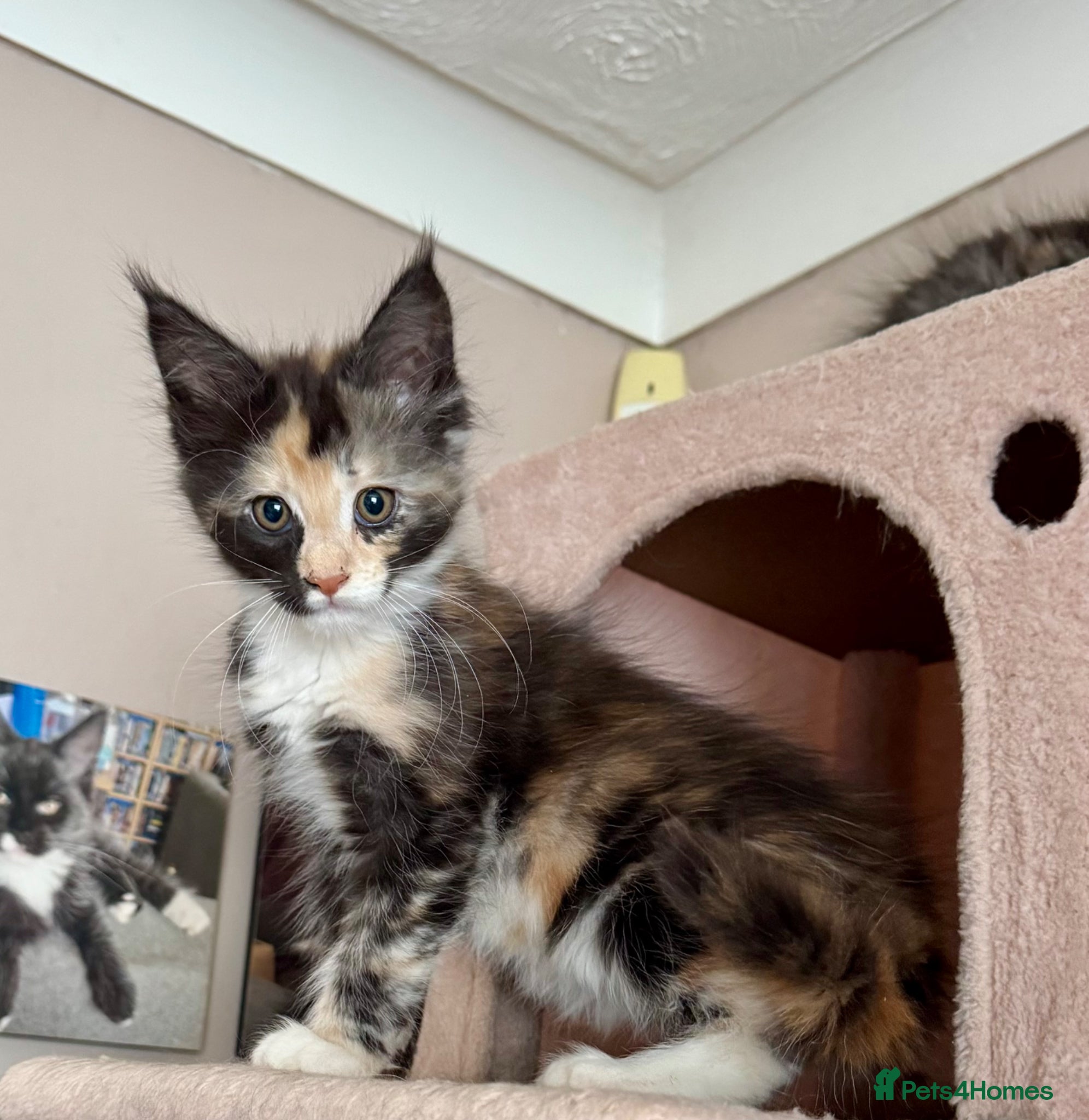 Maine Coon cats PEDIGREE MAINE COON KITTENS 3 boys/3girls - Advert 2