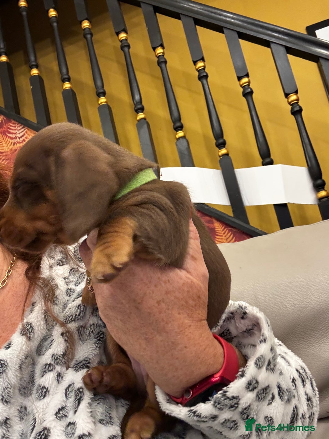 Miniature Dachshund dogs for sale: READY NOW Stunning miniature dachshund pups in Mirfield - Image 4