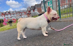 French Bulldog dogs for sale: French bulldog puppies  - Image 10