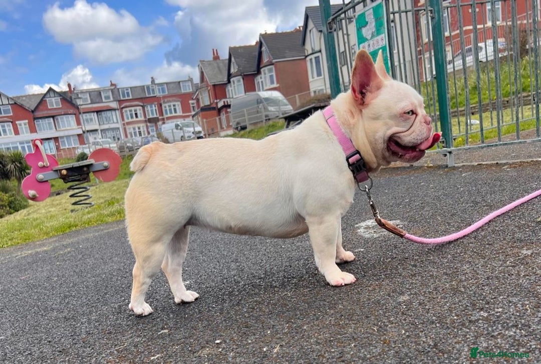 French Bulldog dogs for sale: French bulldog puppies  - Image 10