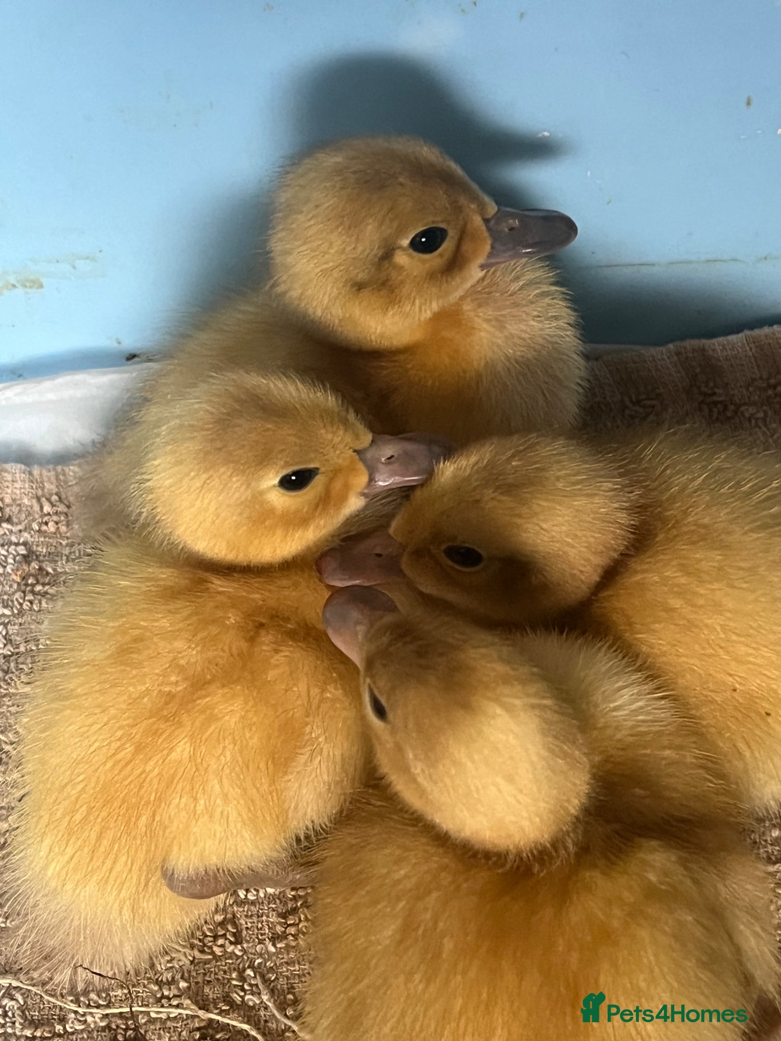Ducks poultry Day Old Welsh Harlequin ducklings  - Advert 3