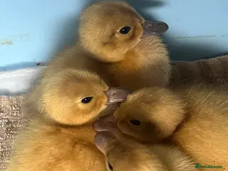 Ducks poultry Day Old Welsh Harlequin ducklings - Advert 2