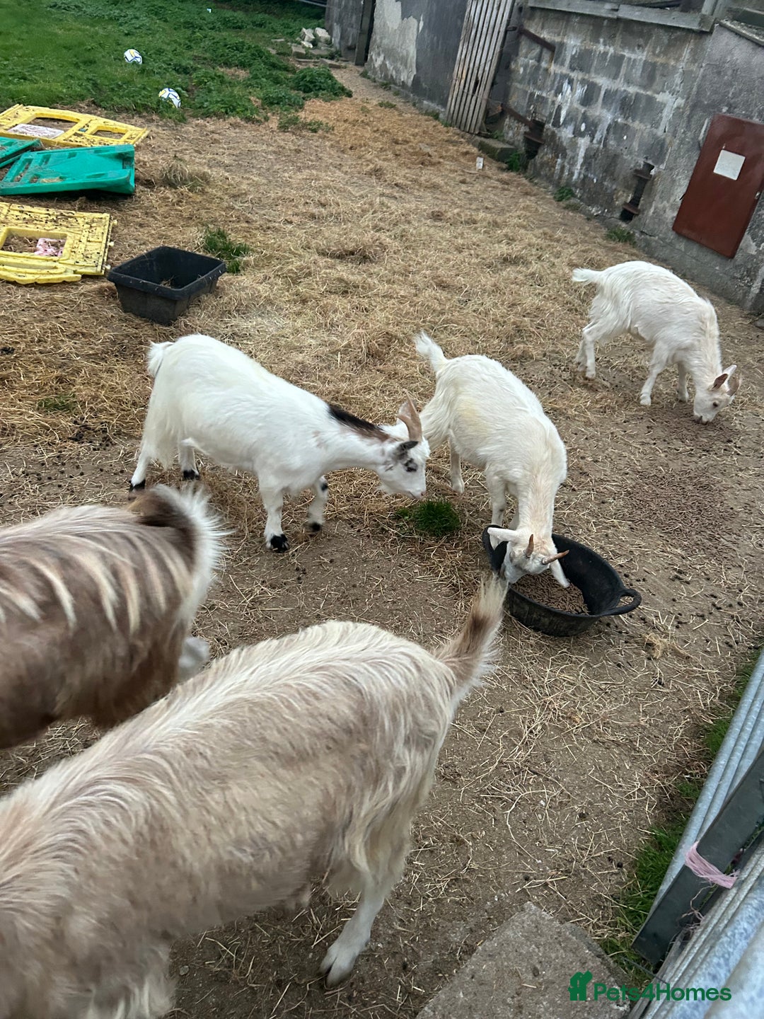 Goats livestock for sale: Mixed goats - Advert 1