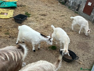 Goats livestock - Advert 13