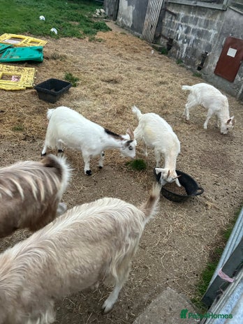 Goats livestock - Advert 2