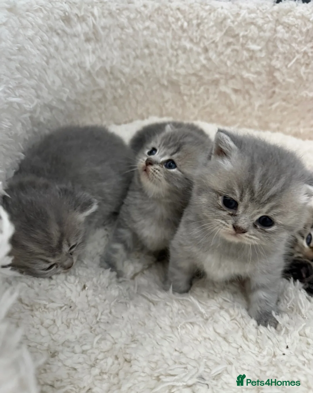 British Shorthair cats for sale: Beautiful British Shorthair Kittens  - Advert 1