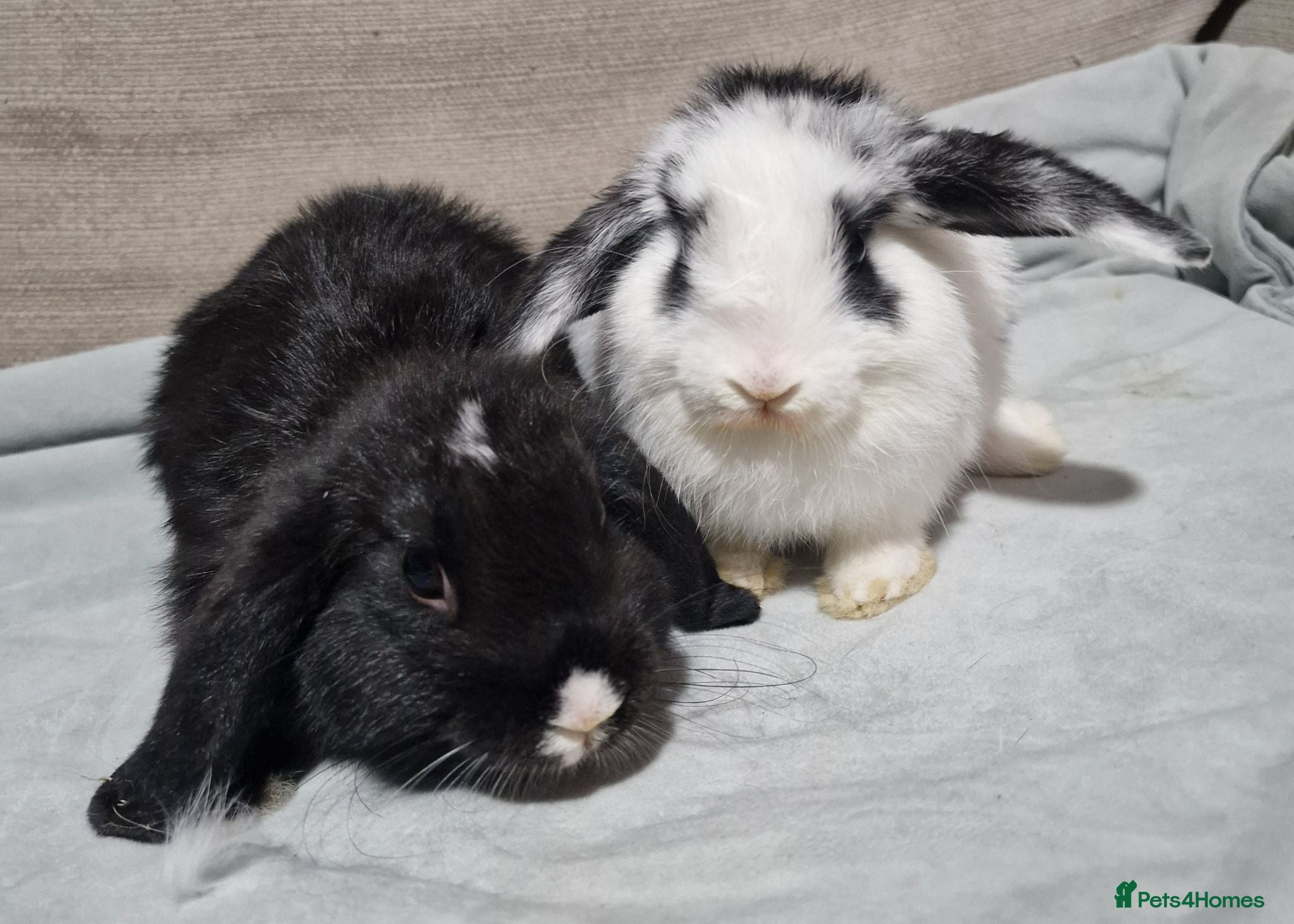 Mini Lop rabbits Mini lop does - Advert 8