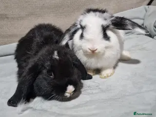 Mini Lop rabbits Mini lop does - Advert 8