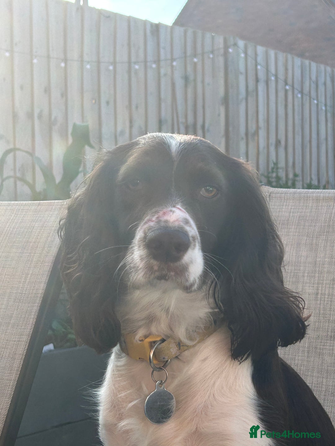 Cocker Spaniel dogs for sale: *Last little boy* chocolate cocker spaniel - Advert 22