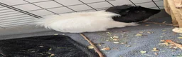 Guinea Pig rodents for sale: Two boar guinea pigs FREE TO A GOOD HOME - Advert 3