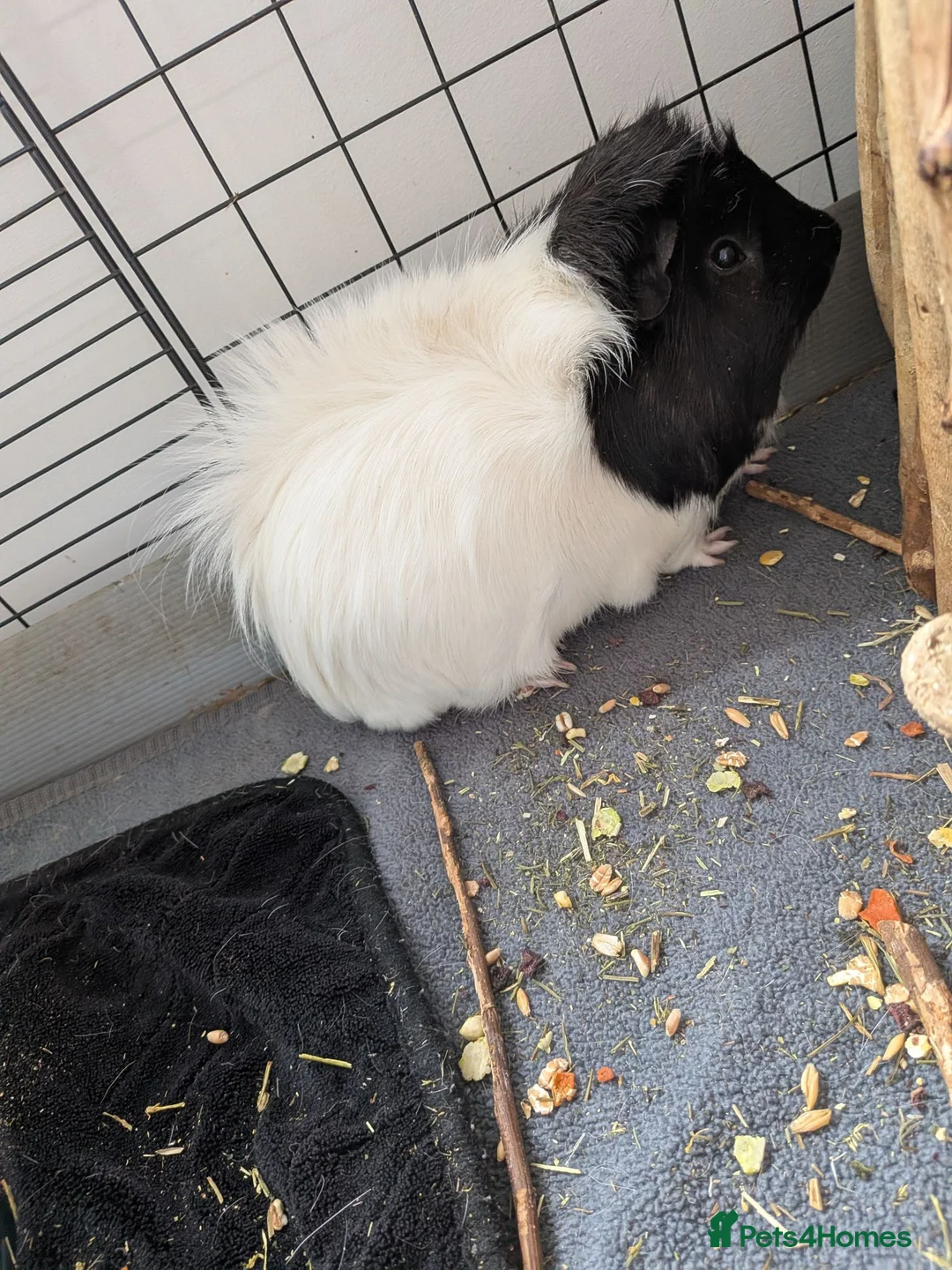 Guinea Pig rodents for sale: Two boar guinea pigs FREE TO A GOOD HOME - Advert 3