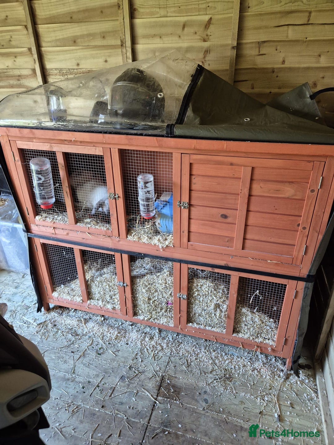 Mixed Breed rabbits for sale: Smudge and chalky - Advert 6