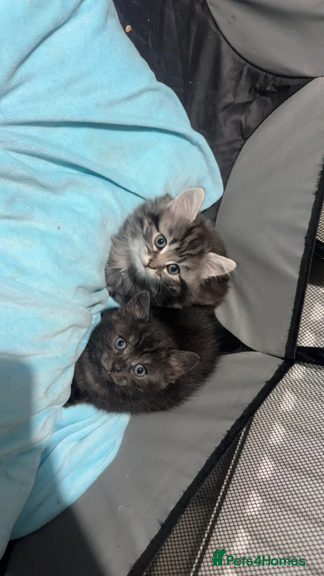 British Shorthair cats for sale: Russian blue X Silver tabby BSH kitten for sale - Advert 3