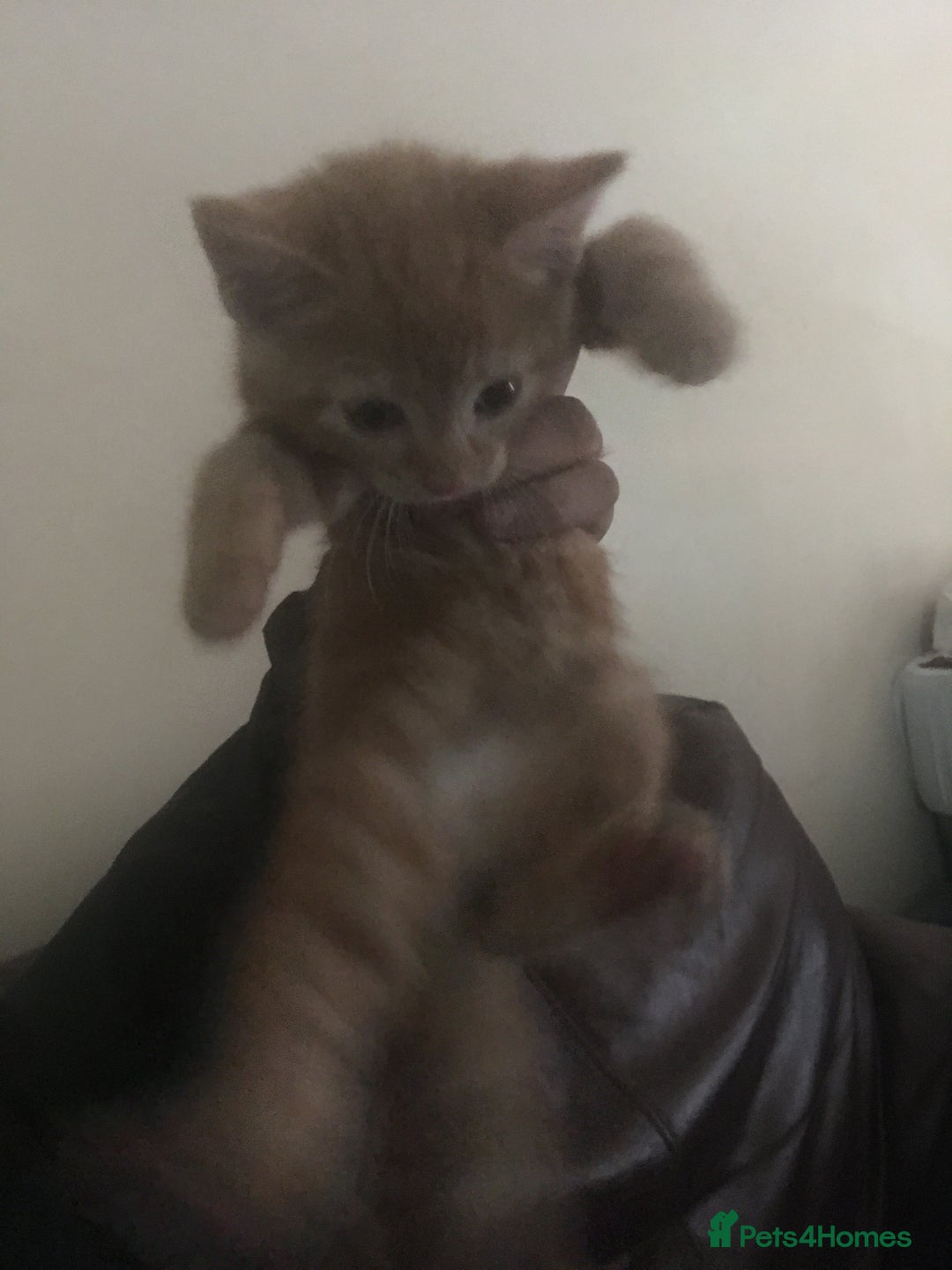 Mixed Breed cats for sale: Two beautiful ginger male kittens - Image 4