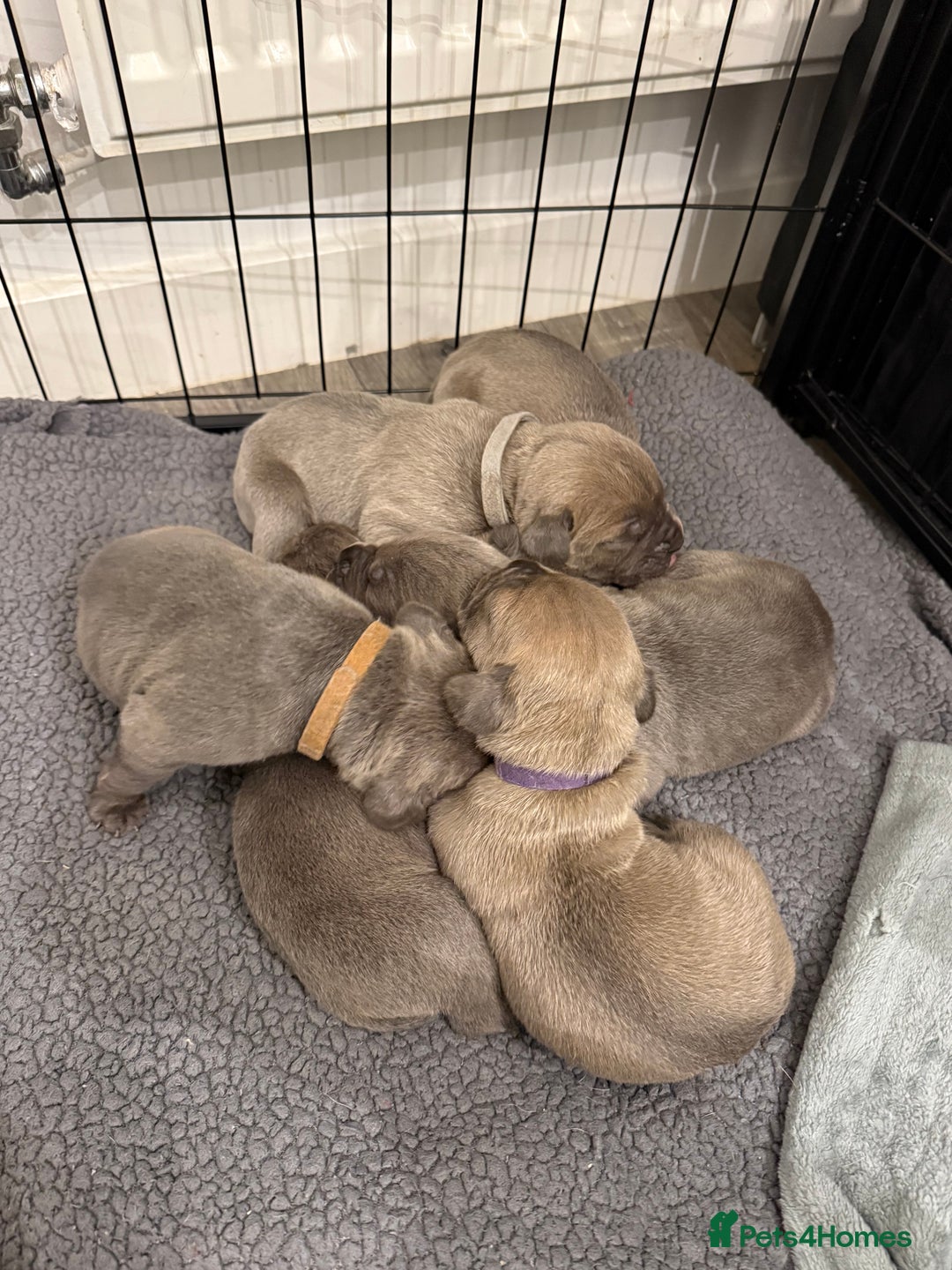 Cane Corso dogs for sale: ICCF Registered Cane Corsos  - Advert 5