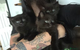Mixed Breed cats for sale: Fluffy kittens - Image 1