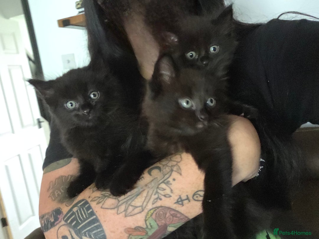 Mixed Breed cats for sale: Fluffy kittens - Image 1
