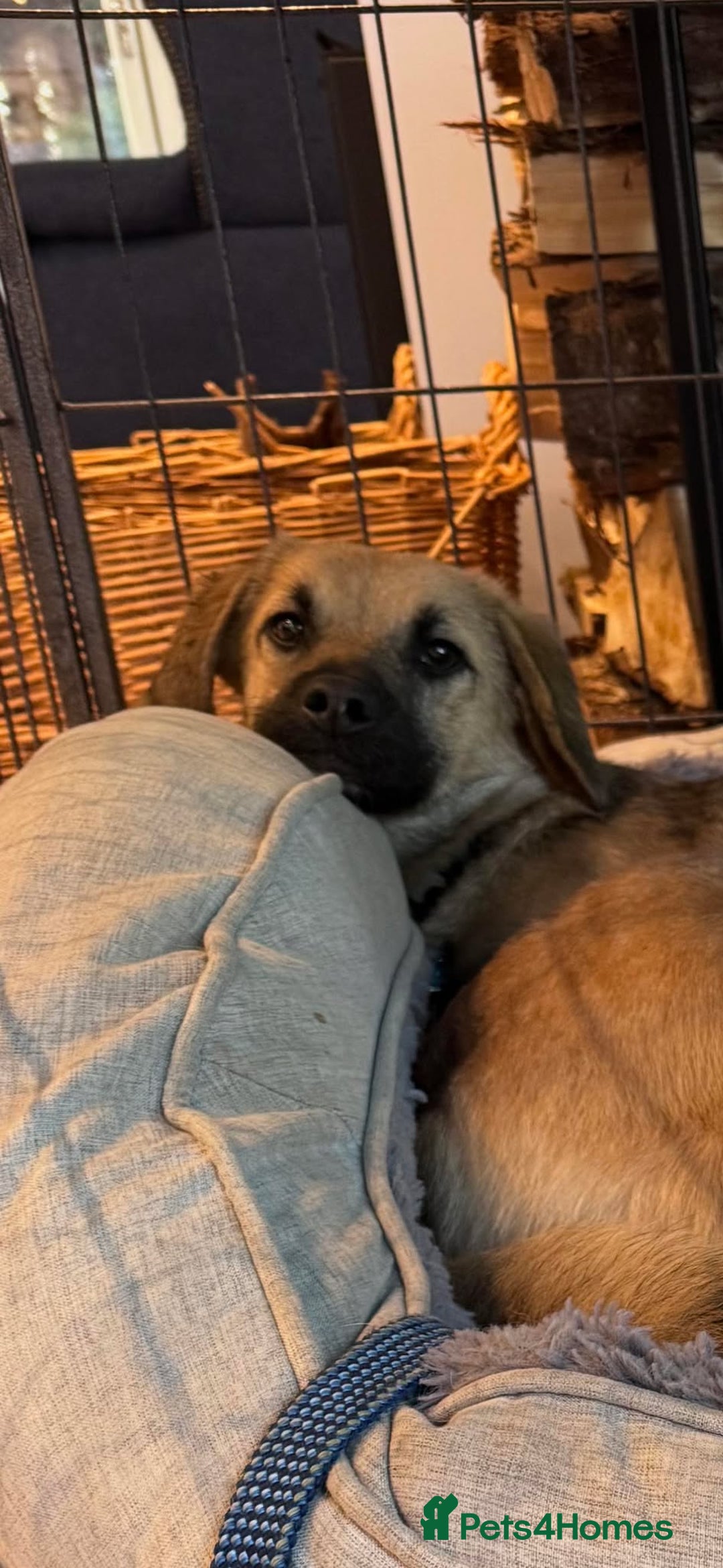 Mixed Breed dogs for adoption: ROLO  - Advert 4