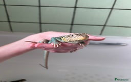 Lizard reptiles for sale: Colored lizards and cage  - Image 3