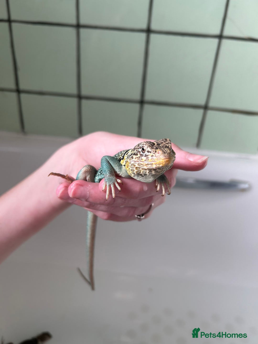 Lizard reptiles for sale: Colored lizards and cage  - Image 3