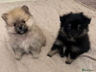 Pomeranian dogs Pomeranian puppy’s for sale - Advert 2