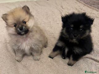 Pomeranian dogs Pomeranian puppy’s for sale - Advert 3