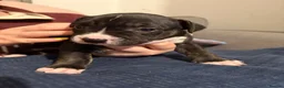 Mixed Breed dogs for sale: Beautiful English Bull Terrier cross Staffy - Advert 12