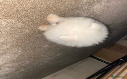 Pomeranian dogs for sale: Beautiful girl Pomeranian puppy for sale  - Image 4