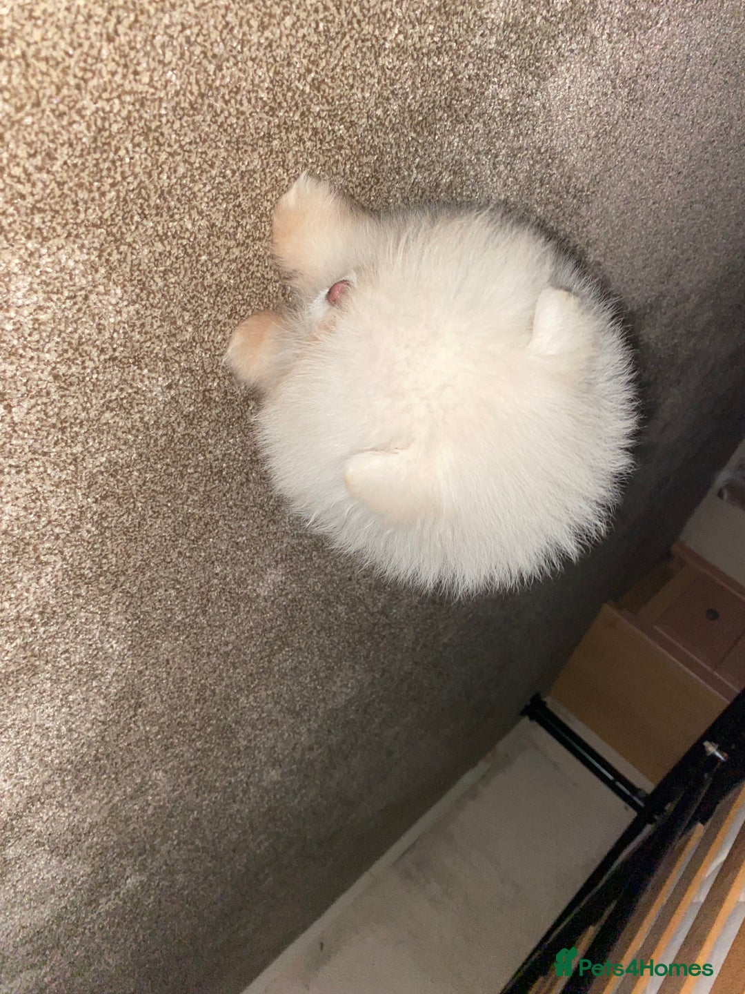 Pomeranian dogs for sale: Beautiful girl Pomeranian puppy for sale  - Image 4