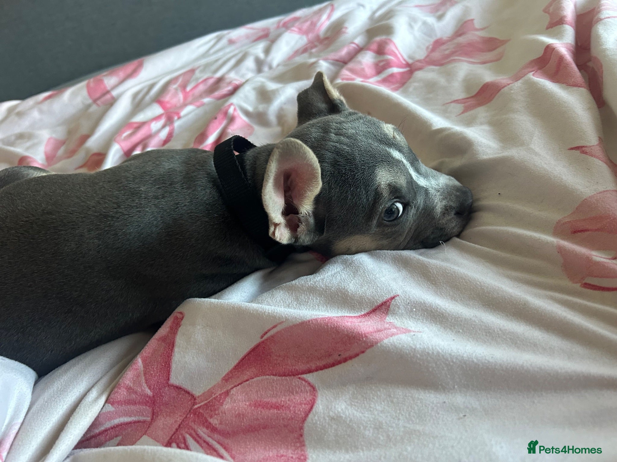 Mixed Breed dogs Beautiful boy  - Advert 7
