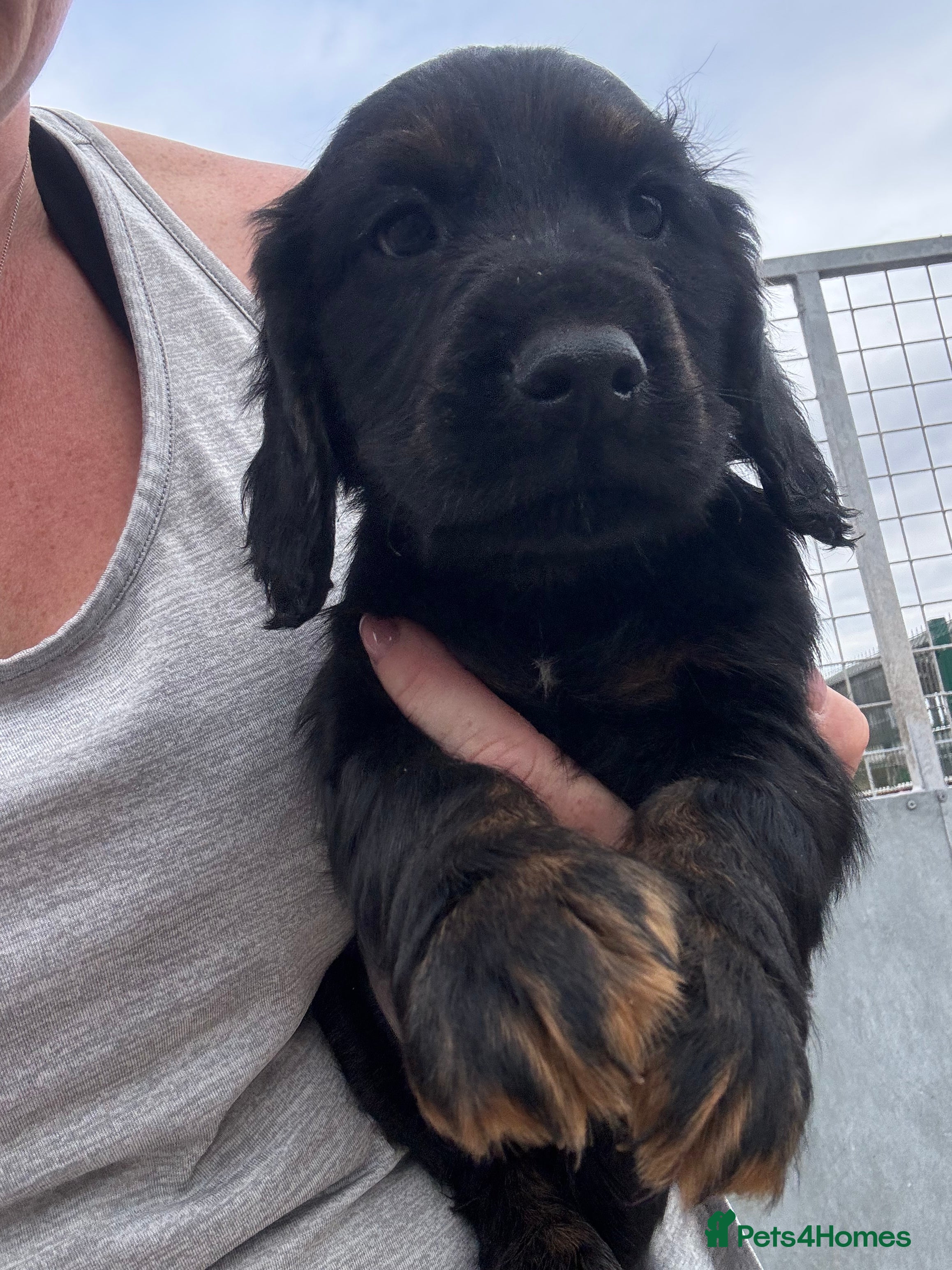Cocker Spaniel dogs One Girlie Left 🩷Working Cocker Spaniel Puppies  - Advert 2