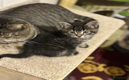 Mixed Breed cats for sale: Adorable tabby kittens - Image 12