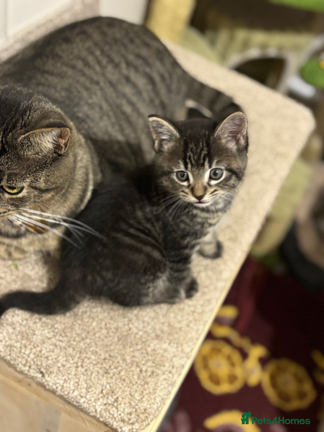 Mixed Breed cats for sale: Adorable tabby kittens - Image 12