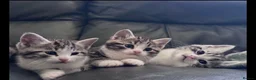 British Shorthair cats for sale: Silver BSH Kittens in London - Advert 2
