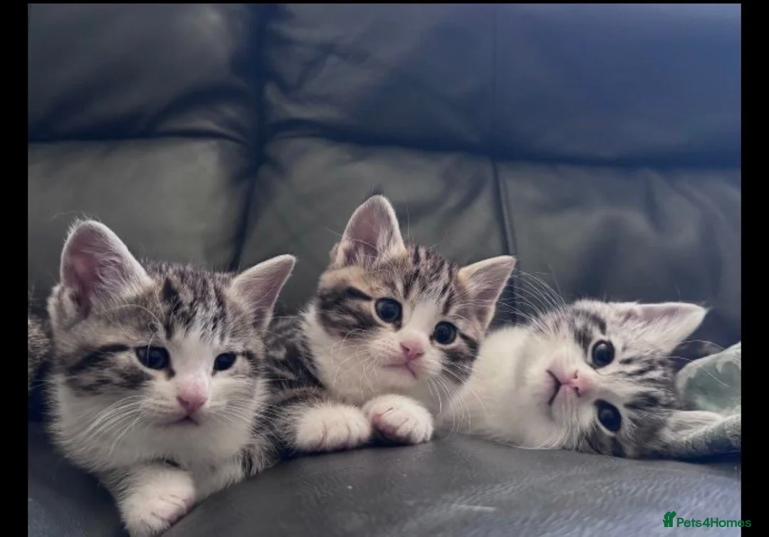 British Shorthair cats for sale: Silver BSH Kittens in London - Advert 2