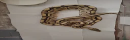 Python Snake reptiles for sale: Beautiful collection of pythons for sale  - Advert 5