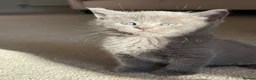 British Shorthair cats for sale: British short hair kittens  - Advert 8