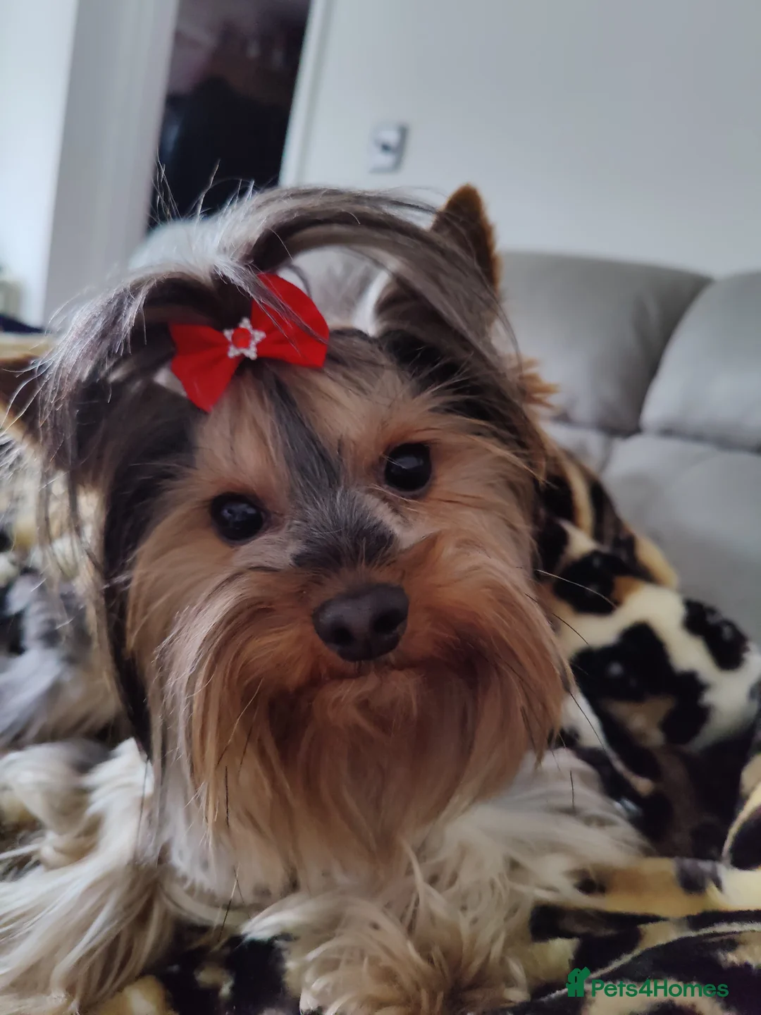 Yorkshire Terrier dogs for stud: Outstanding Yorkshire terrier for STUD only in Hull - Advert 7