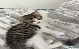 Mixed Breed cats for sale: Female kitty for sale - ready to leave  - Image 9